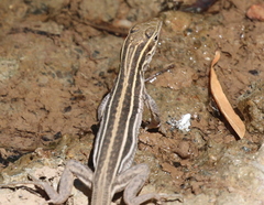 Aspidoscelis uniparens