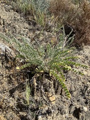 Astragalus trichopodus