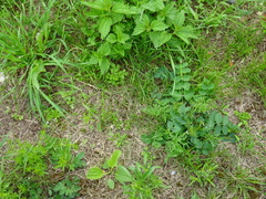 Pimpinella saxifraga