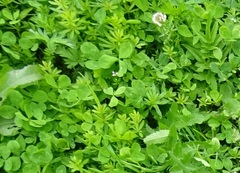 Trifolium repens
