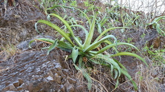 Agave vilmoriniana