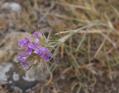 Dianthus pseudarmeria