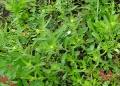 Leucanthemum ircutianum