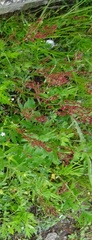 Rumex acetosella