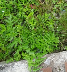 Pastinaca sativa sylvestris