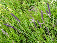 Alopecurus pratensis