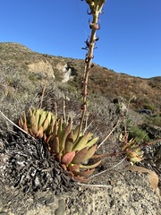 Dudleya ingens