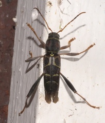 Neoclytus mucronatus
