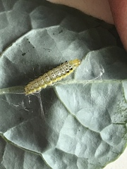 Evergestis rimosalis