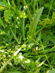 Rhinanthus serotinus