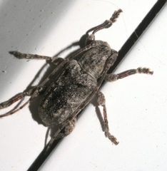Ecyrus dasycerus