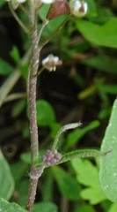 Capsella bursa-pastoris