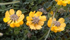 Coronilla