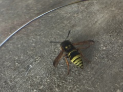 Ancistrocerus durangoensis