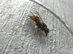 Ancistrocerus durangoensis