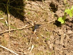 Hemipenthes seminiger