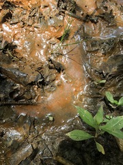 Gallionellaceae