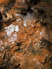 Gallionellaceae