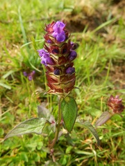 Prunella vulgaris vulgaris