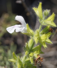 Salvia scabiosifolia
