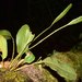 Elaphoglossum aschersonii - Photo (c) humbertomendozacifuentes, some rights reserved (CC BY-NC), uploaded by humbertomendozacifuentes