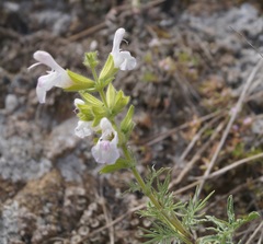 Salvia scabiosifolia