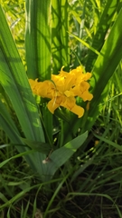 Iris pseudacorus