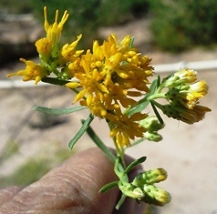 Ericameria cooperi cooperi