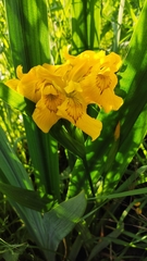 Iris pseudacorus