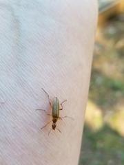 Cephaloon lepturides