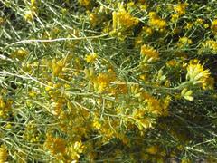 Ericameria cooperi cooperi