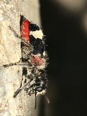 Clerus mutillarius