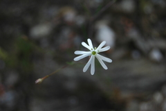 Silene portensis
