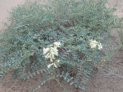 Astragalus curvicarpus