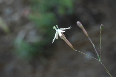 Silene portensis