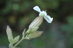 Silene portensis