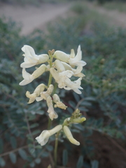 Astragalus curvicarpus