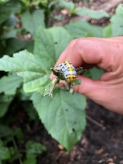 Cucullia scrophulariae