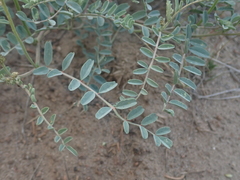 Astragalus curvicarpus