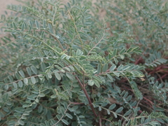 Astragalus curvicarpus