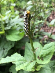 Cucullia scrophulariae