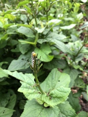 Cucullia scrophulariae