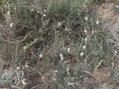 Astragalus ucrainicus