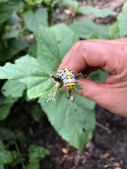 Cucullia scrophulariae