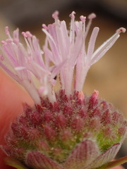 Monardella hypoleuca hypoleuca