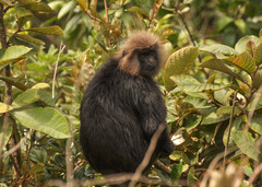 Semnopithecus johnii