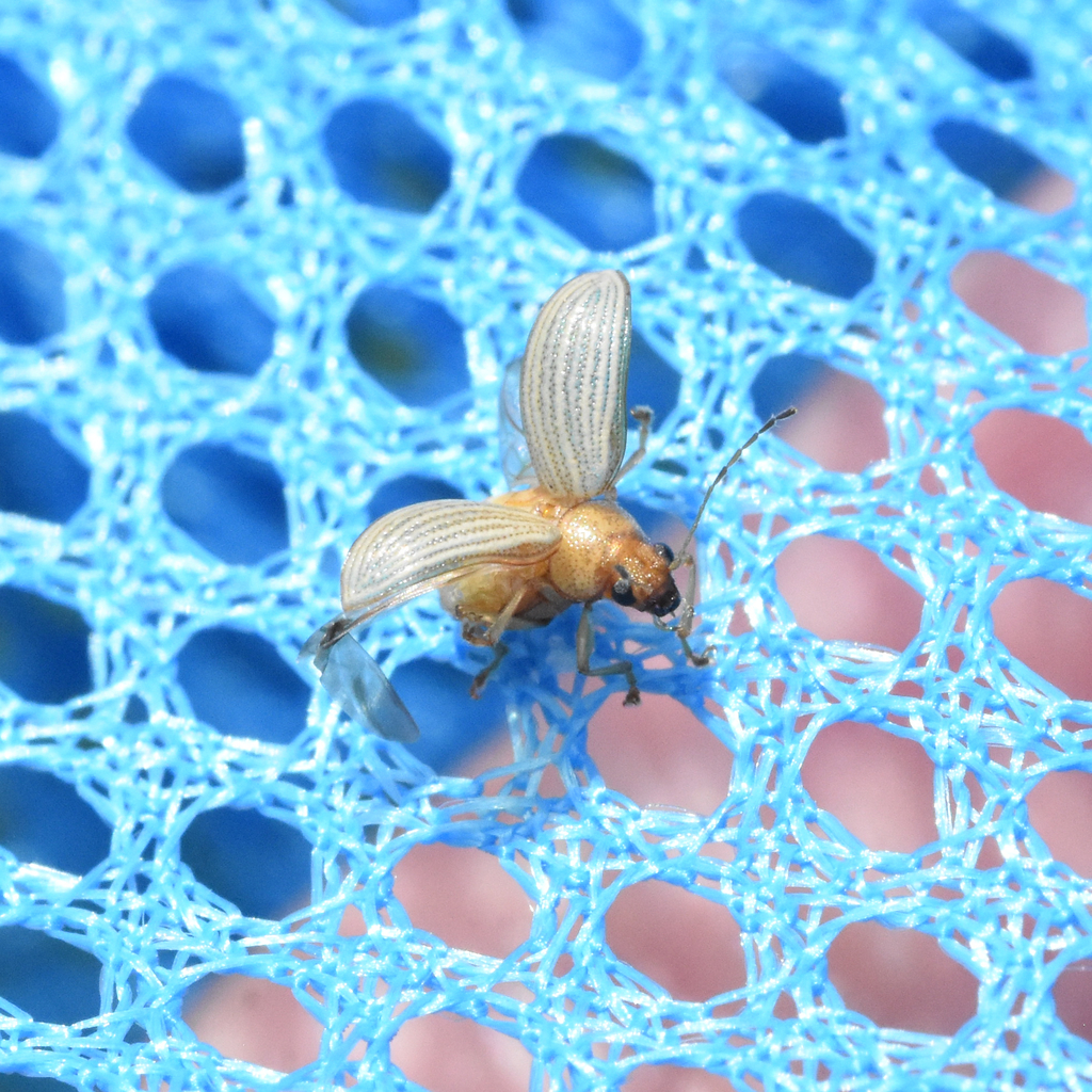 Colaspis louisianae