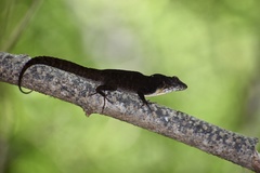 Anolis jubar oriens