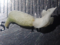 Astragalus curvicarpus