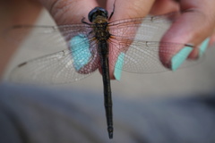 Somatochlora kennedyi